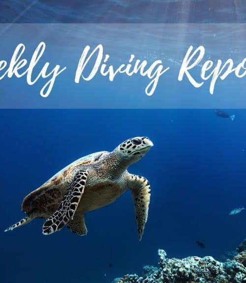 Weekly Diving Reports