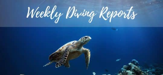 Weekly Diving Reports