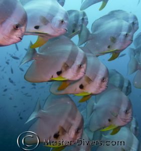Batfish