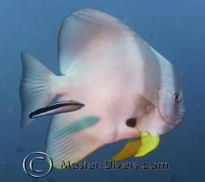 Bat Fish