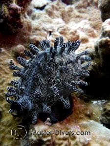 Cowrie