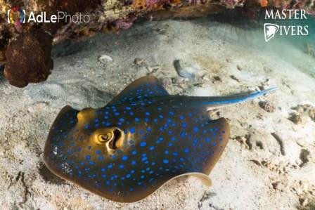 Species of the Month: Blue Spotted Ribbontail Ray