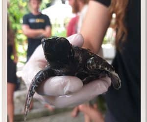 Turtles and beach cleans and quizzes, oh my!