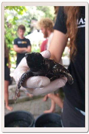 Sustainability & Eco-Conscious Diving