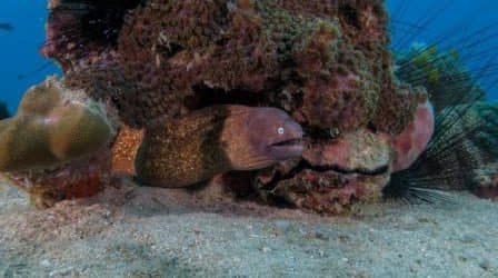 white eyed moray