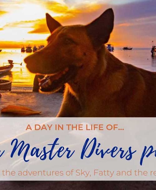 Our Master Divers pets