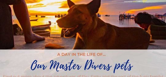 Our Master Divers pets
