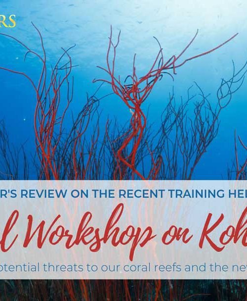 Koh Tao Coral Workshop