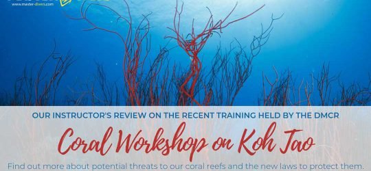 Koh Tao Coral Workshop