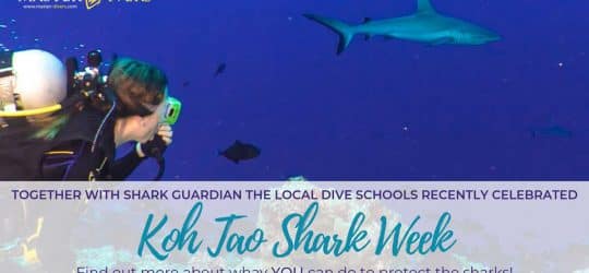 Koh Tao Shark Week