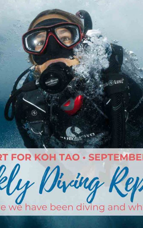Weekly Diving Report – September 7th – 13th 2019