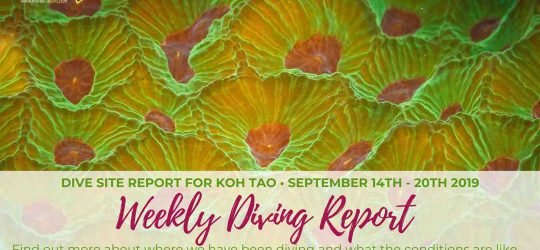 Weekly Diving Report - September 14th - 20th 2019