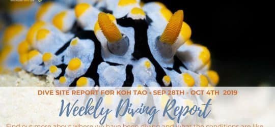 Weekly Diving Report - Sep 28th - Oct 4th 2019