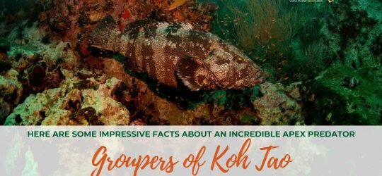 Groupers of Koh Tao