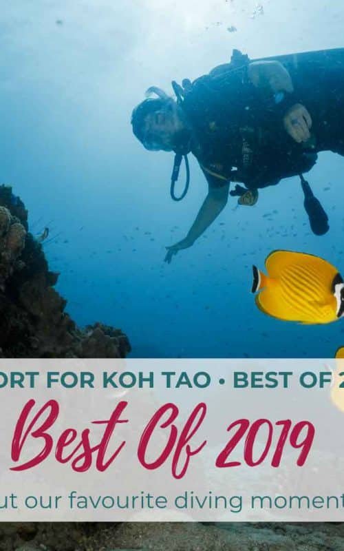 Weekly Diving Report – Best Of 2019 Special