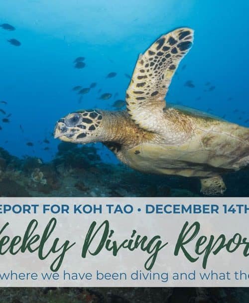 Weekly Diving Report – December 14th – 20th 2019