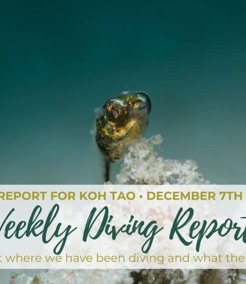 Weekly Diving Report – December 7th – 13th 2019