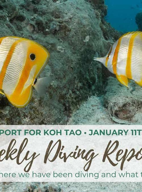 Weekly Diving Report – January 11th – 17th 2020