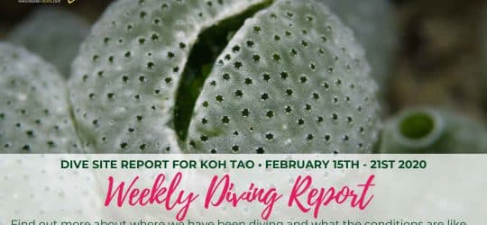 Weekly Diving Report - February 15th - 21st 2020