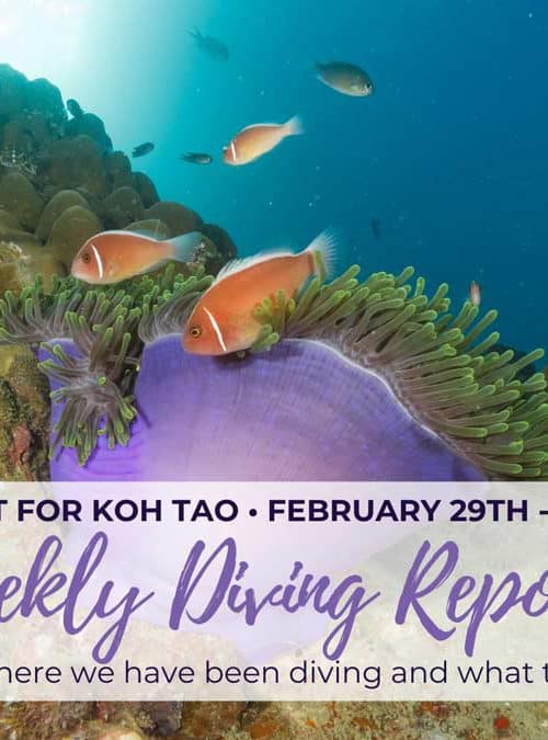 Weekly Diving Report – February 29th – March 6th 2020
