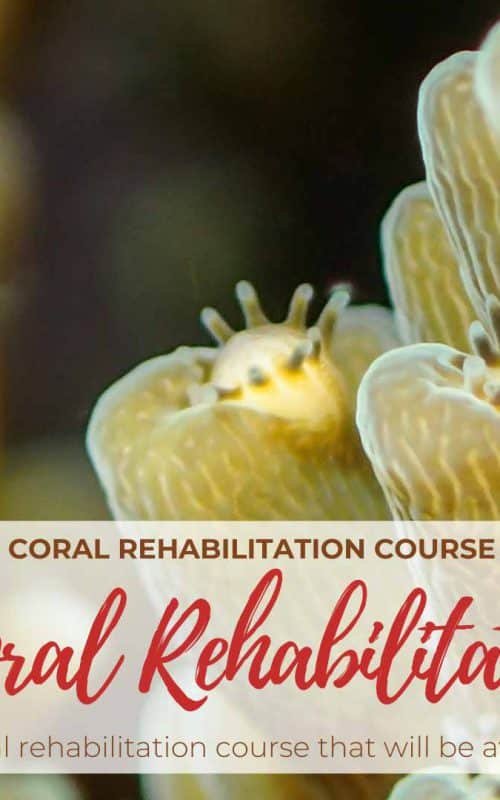 Coral Reef Rehabilitation Course