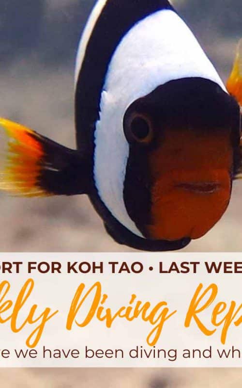 Weekly Diving Report – Last week of July 2020