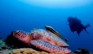 Fun Diving