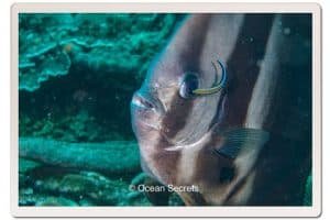batfish in koh tao