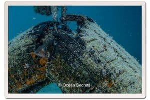 13 Aow Leuk juvenile Orange spot grouper