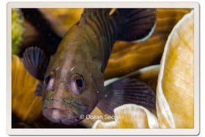 15 Aow Leuk juvenile grouper