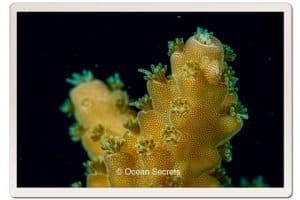 16 Aow Leuk Bushy Table coral