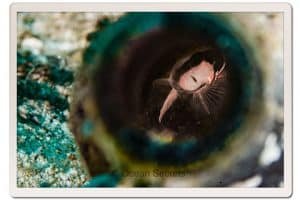18 fish in a bottle lighthouse pinnacle
