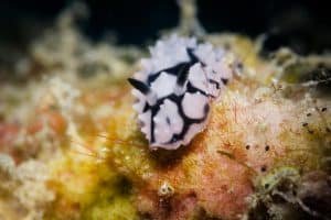 1 black and white nudibranch koh tao