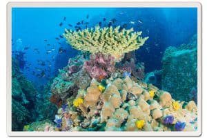 1 coral reef koh tao