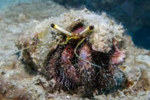 1 hermit crab koh tao