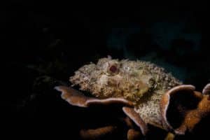 1 scorpion fish koh tao