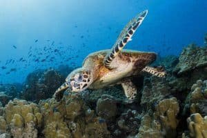 1 turtle at white rock koh tao