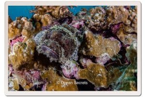 2 Japanese Gardens Bearded Scorpion fish