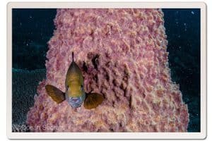 2 japanese gardens black damselfish 1