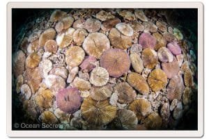 5 japanese gardens mushroom coral