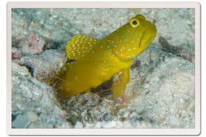 9 goby fish and shrimp japanese gardens