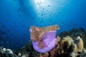 Anemone fish in purple anemone