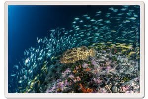 CHumphon pinnacle giant grouper