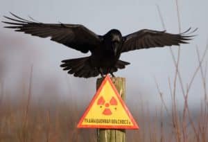 Chernobyl 1024x700