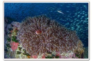 Chumphon anemone fish