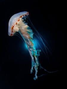 Dancing Jellyfish