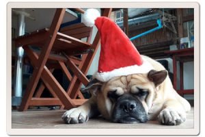 Dog with Christmas hat