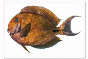 FRAMED Acanthurus albimento 5 e1518163812367