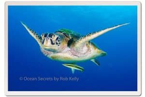 Green Turtle Gliding at Twins