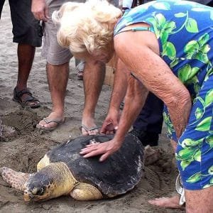 June releasing a recovered turtle